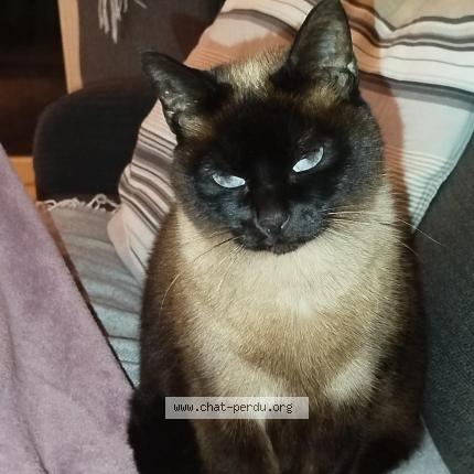 Photo 1/1 Kiwi Chat lost in Guethary