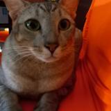 Picture of cat lost at Singapore