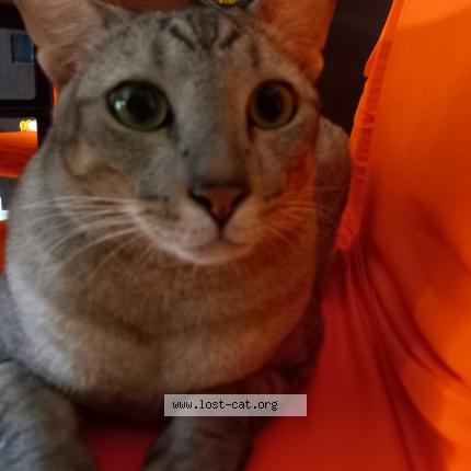 Photo 1/1 Tiger Chat lost in Singapore