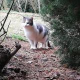Picture of cat found at Pollionnay