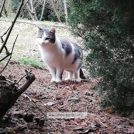 Photo 1/1 Found cat Found in Pollionnay