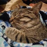 Picture of cat lost at Chico