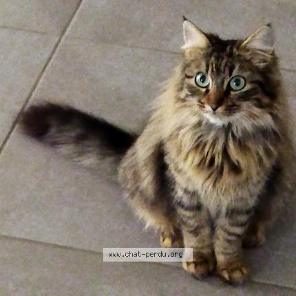 Photo 1/1 Xena Chat lost in Saint geours de maremne