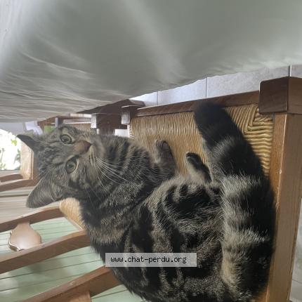 Photo 1/1 Cat reunited Found in Le mans