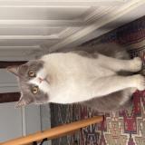 Picture of cat lost at Saint Junien