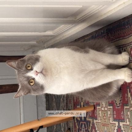 Photo 1/1 Oli Chat lost in Saint junien