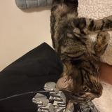 Picture of cat found at Vitry Sur Seine