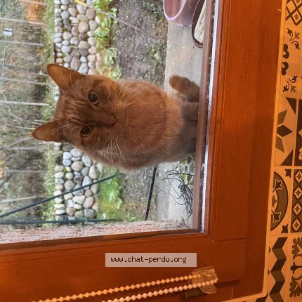 Picture of cat found at Meximieux