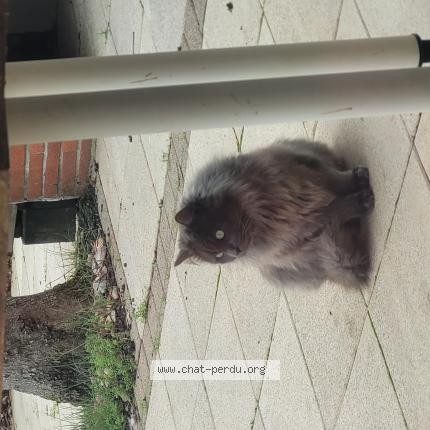 Photo 1/1 Found cat Found in L union