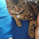 Picture of cat lost at Eguzon Chantome