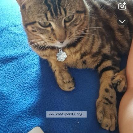 Photo 1/1 Blaise Chat lost in Eguzon chantome