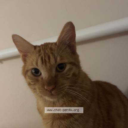 Photo 1/4 Loki Chat lost in Auvers sur oise