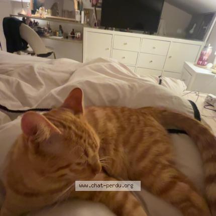 Photo 3/4 Loki Chat lost in Auvers sur oise