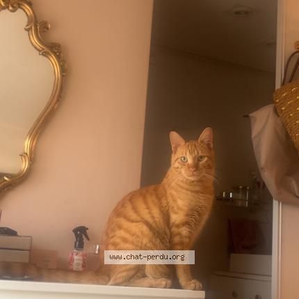 Photo 4/4 Loki Chat lost in Auvers sur oise