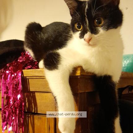 Photo 1/1 Coxy Chat lost in Congenies