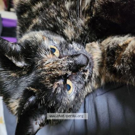 Photo 1/1 Pouf Chat lost in Sint lambrechts woluwe