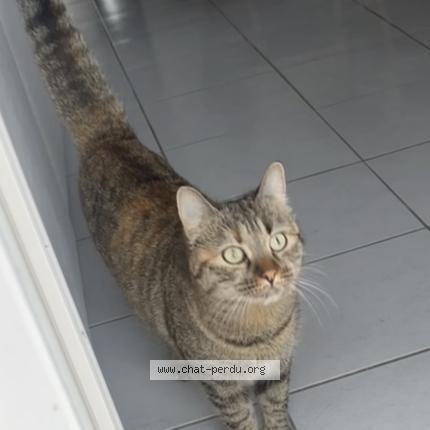 Photo 1/1 Bella Chat lost in Gallargues le montueux