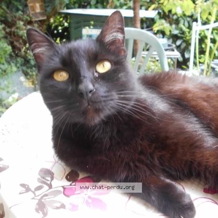 Photo 1/1 Cajou Chat lost in Nogaro