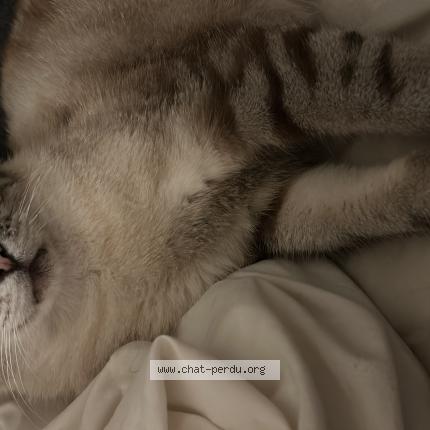 Photo 1/1 Gargu Chat lost in Courcouronnes