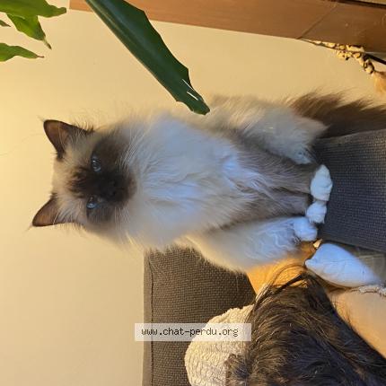 Photo 1/1 Maya Chat lost in Carnac plage