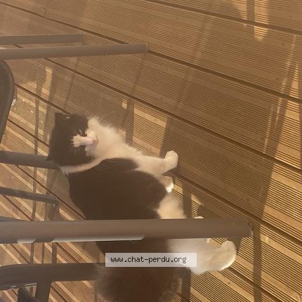 Photo 1/1 Nougat Chat lost in Le puy