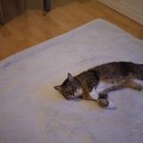 Picture of cat lost at Parentis En Born