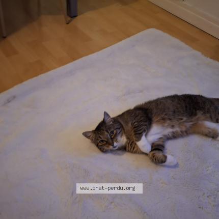 Photo 1/1 Gandja Chat lost in Parentis en born