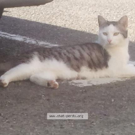 Photo 1/2 Fripouille Chat lost in Nivillac