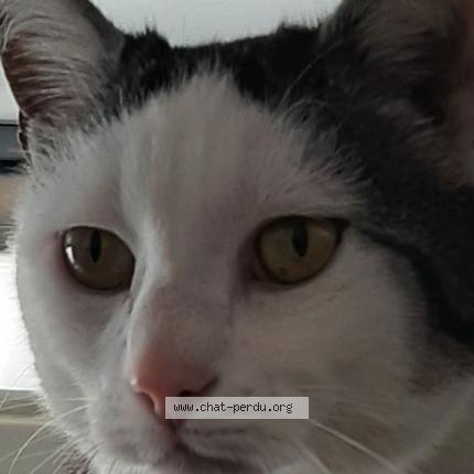 Photo 2/2 Fripouille Chat lost in Nivillac