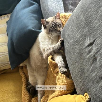 Photo 1/1 Tatooine Chat lost in Cournon d auvergne