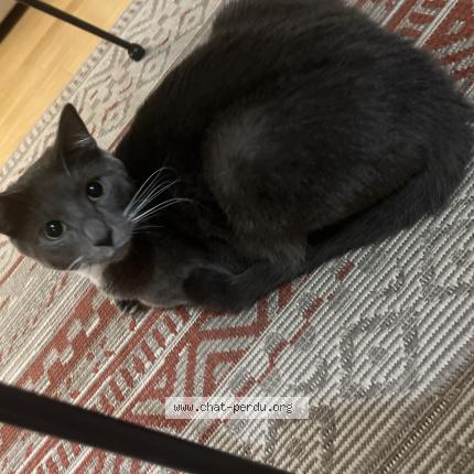 Photo 1/1 Simba Chat lost in Begles