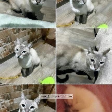 Photo 1/1 Manolo Chat lost in Cerro navia