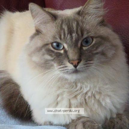 Photo 1/1 Snow Chat lost in Queven