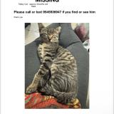 Picture of cat lost at Plantation