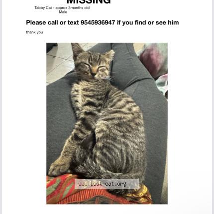 Photo 1/1 Mecca Chat lost in Plantation