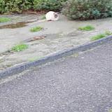 Picture of cat found at Saint Gilles