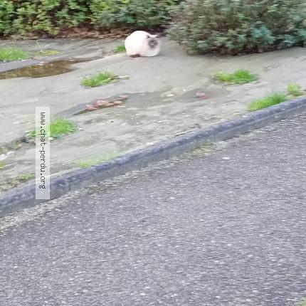 Photo 1/1 Found cat Found in Saint gilles