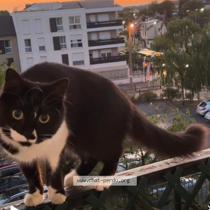Photo 1/1 Micha Chat lost in Livry gargan