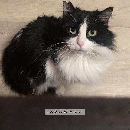 Photo 1/1 Duchesse Chat lost in Gesnes le gandelin