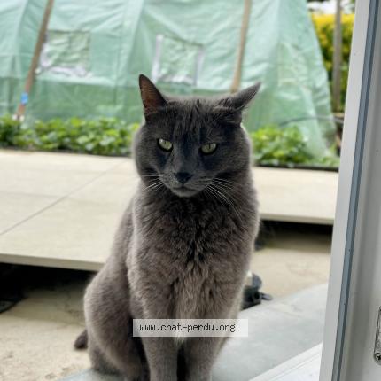 Photo 1/1 Cachou Chat lost in Messimy