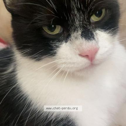 Photo 1/1 Flèche Chat lost in Orleans