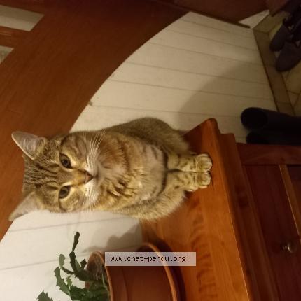 Photo 1/1 Mona Chat lost in Plumelec