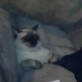 Picture of cat lost at Tulsa