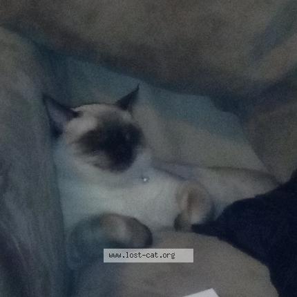 Photo 1/1 Willow Chat lost in Tulsa