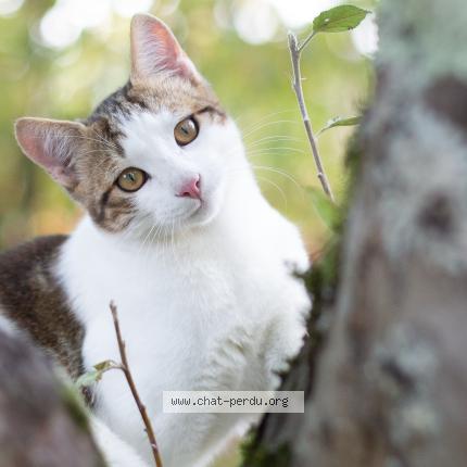 Photo 1/1 Bonbon Chat lost in St hilaire de riez