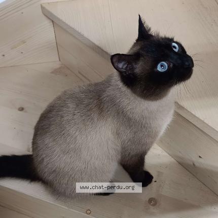 Photo 1/1 Blue Chat lost in La chaize le vicomte