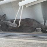 Picture of cat lost at Phoenix