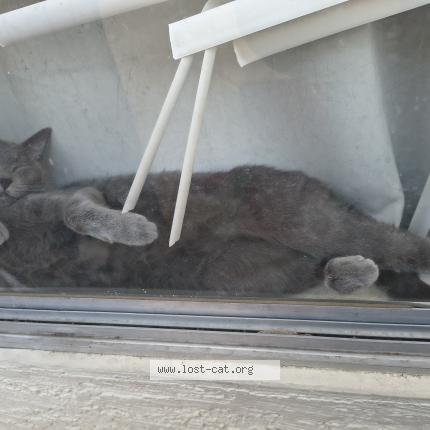 Photo 1/1 Panic Chat lost in Phoenix