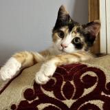 Picture of cat lost at Angouleme