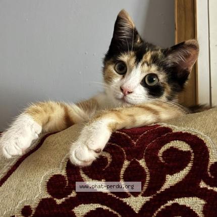 Photo 1/1 Lilie Chat lost in Angouleme